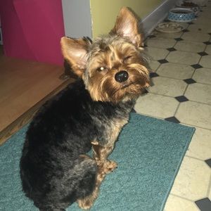 Meet your Posher, Cheyenne